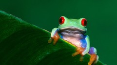 Woman Frogs amphibians Red-Eyed Tree Frog