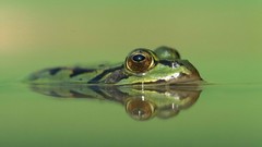 Woman germany Frogs amphibians