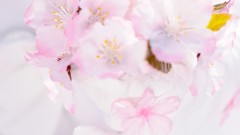 Woman Japanese Chinese asians artwork