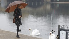 Woman London Umbrellas Swans Celebrity blondes taylor swift 