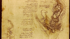 Woman man and Vinci coition hemisected