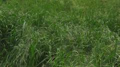 Woman Megan Fox Actress