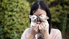 Woman Puppies Dogs chihuahua brunettes chiwawa