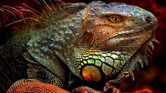 Woman spiders lizards