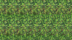 Woman stereogram stereotype stereoscopic