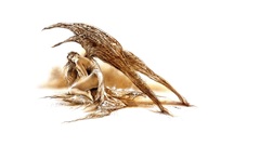 Woman wings luis royo