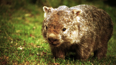Wombat