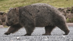 Wombat