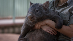 Wombat
