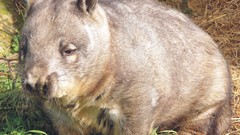 Wombat animal