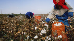 Women picking cotton China