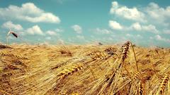 Woo holidayz masstiff