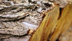 Wood deviantart macro depth