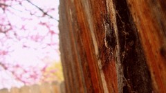 Wood fences blossoms