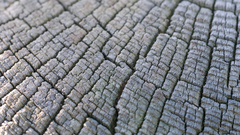 Wood grain nature