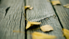 Wood leaves fallen leaves
