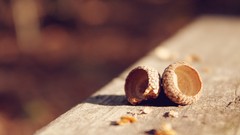 Wood nuts Acorns depth of field