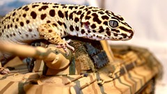 Wood Spotted Reptiles