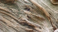 Wood texture