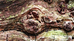 Wood tree abstract