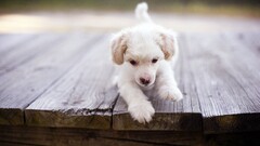 wooden surface Animals dog Puppies