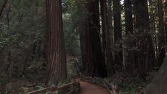 Woods high muir Resolution