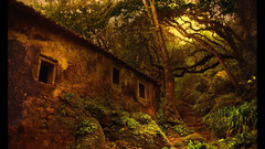 Woods motivational posters houses