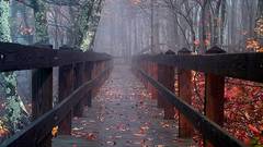 Woods nature autumn Bridges