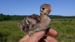 World baby Turkey in