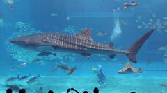 World whale Sharks The types biggest
