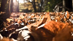 worm's eye view sunlight fallen leaves outdoors fall