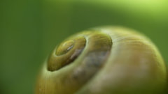 Worth high coneyman so