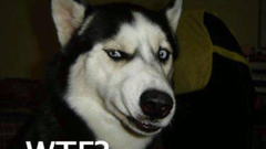 WTF Dogs funny