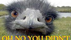 WTF ostrich