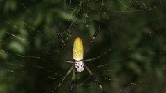 WV and videos spider