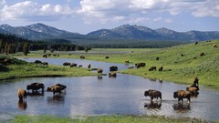 Wyoming American national park yellowstone bison