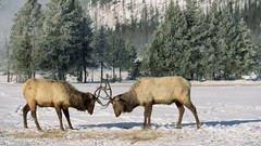 Wyoming elk national park yellowstone