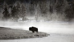 Wyoming lonely national park yellowstone bison