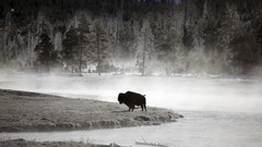 Wyoming lonely yellowstone bison