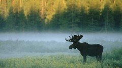 Wyoming mist national park moose standing yellowstone