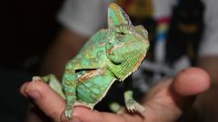 Xerxes The chamylion high