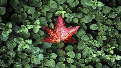 Xperia red leaf Xperia Z