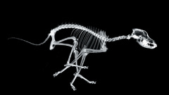 Xray No problem thanks