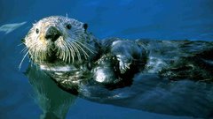 Yaw Otters related high