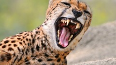 Yawns Animals cheetahs wild