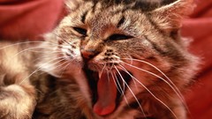 Yawns red cats Animals