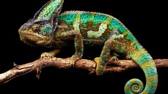 Yellow Animals blue branches Green chameleons tails