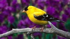 Yellow Animals branches Birds goldfinch