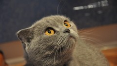 Yellow Animals eyes cats yellow eyes cat eyes begging