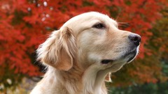 Yellow Animals eyes Dogs labrador retriever